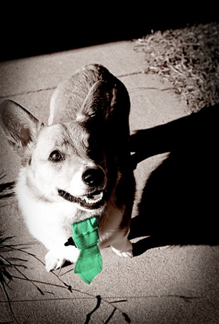 Illustration for article titled Shooting Challenge Pets Gallery 6